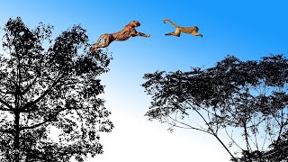 Leopard Jumps on The Tree to Attack Monkey - Fierce Battle of Baboon in India |  Snake vs Lizard