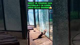 Monyet Ngamuk Pecahkan Kaca 😲😲 #respect #amazingfacts #monyet