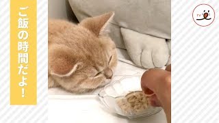 ご飯の時間になっても気づかない子猫😯 大好きなご飯を近づけると… 【PECO TV】