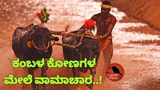 ಕಂಬಳದ ಕೋಣಗಳ ಮೇಲೆ ವಾಮಾಚಾರ. kambada buffalo sports.Forest and Nature Tv kannada