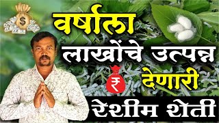 तीन एकरांच्या रेशीम शेतीतून महिन्याला 50 हजारांची कमाई | Money From Silk Farming | Shivar News 24