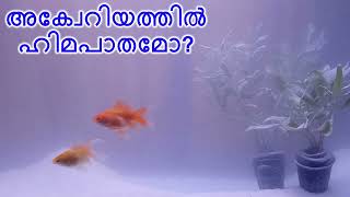 അക്വേറിയത്തിൽ ഹിമപാതമോ?