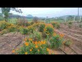 బంతి పూల సాగు వివరాలు marigold flower farmer karthika masam ki banthi puvvula sagu vlog dasara