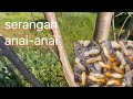 Serangan anai-anai pada durian atas busut.