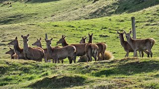 2023 New Zealand Trip Day 10 - Deer Park Heights