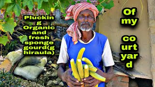 #organic #kitchengarden #Nepal Plucking Sponge gourd(ghiraula) from my front yard of the house....