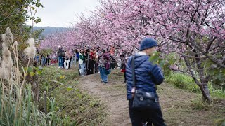 【新竹縣關西鎮】＃賞櫻秘境🌸＃紫色仙草花＃草莓園🍓 、橘子豐收季節🍊 客家小吃 （119）