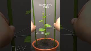 Growing Bitter Gourd - Time Lapse