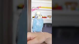 キュウちゃん　誰かしら？　#Shorts　#インコメスおしゃべり　#セキセイインコおしゃべり　 #女子インコお話　#キュウリのキュウちゃん　#インコおしゃべり