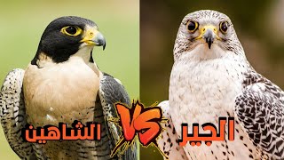 صقر الجير × صقر الشاهين / أشرس أنواع الصقور × أسرعها