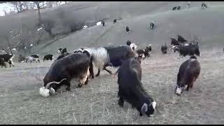 Turhal serpin de hayvancılık -  natural life in Turkey