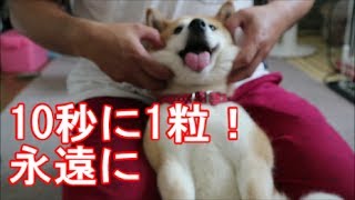 柴犬小春　『ドッグフード、10秒に1粒ずつなら永遠に食べ続けられる説』の検証のはずが・・・。