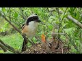 How mother bird cleans and feeding it's hungry chicks