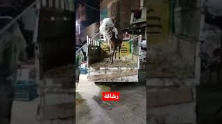 رشاقة عجل العيد قبل الذبح