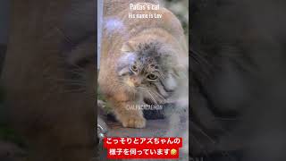 【マヌルネコ】恋人の様子をこっそり伺うレフ君 #shorts #manul #pallascat #マヌルネコ