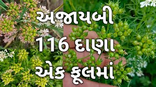 4.5 ફૂટ ના ધાણા અને 1 ફૂલ માં 116 દાણા કેમ આવ્યા હશે...? મો.+91 97148 65313