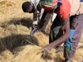 ethiopian manual teff harvest with sickles and bullocks