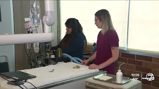 Colorado lawmaker aims to support veterinarians during 2024 legislative session