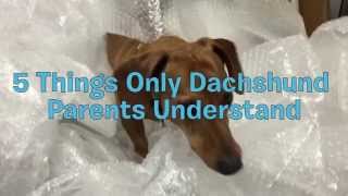 5 Things Only Dachshund Parents Understand