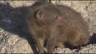 May 12, 2017- Sunrise- Dwarf Mongoose (Truly a great sighting)