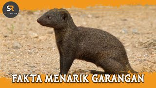 Fakta Menarik Garangan, Benarkah Imun terhadap Bisa Ular?