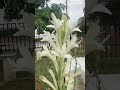 ផ្កាចន្ធូរ shorts agriculture flowers chantho flower