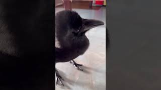 首どんだけ曲がるの？カラスのノノラ2023/1/8撮影KUPPI the Crow