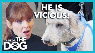 Aggressive Dog Snaps at Dogs Viscously! | It’s Me or The Dog