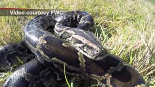 Environmental Group Challenging Python Hunt