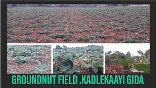 GROUNDNUT FIELD. KADALEKAYI GIDA