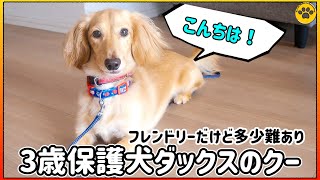 3歳保護犬ダックスフントのクーくんを紹介します