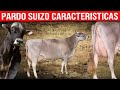 🔴 PARDO SUIZO Características ✅ Vacas Lecheras Brown Swiss