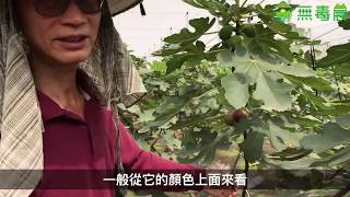 無毒農小知識｜無花果採收熟度判斷