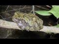 gray treefrog everything you need to know