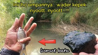 🟡Mancing wader kepek dengan umpan lumut batu...mantap@TKM78