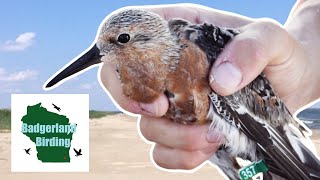 Rufa Red Knot Banding in Louisiana