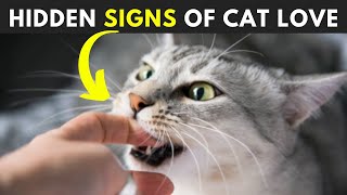 How To Know Your Kitten Loves You? Secret Signs