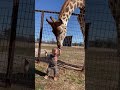 #Short #Curious Giraffe Gives Kiddo Kisses  ViralHog 1080p