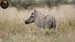Masai Mara Wild | Giant Rhino Fights a Pride of Lions - Animal World