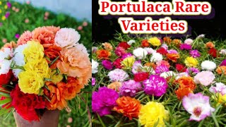 Portulaca Flower In My Garden/Varieties of portulaca/പത്തുമണി ചെടികൾ/How to grow portulaca flowers