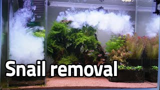 35. 어항 속 달팽이 제거 작전 - Snail removal operation in fish tank