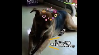 【🐶 #狗狗美食家分享   黑妹】