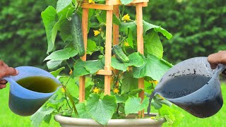 The Secret Weapon for Explosive Vegetable Growth in Just Hours
