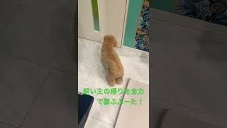 飼い主の帰りを全力で喜ぶぷーた！♯モフモフ♯可愛い♯ポメラニアン♯ポメプー♯トイプードル♯わんこ♯犬との暮らし♯癒し