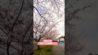 3月31日　前橋市池端町　天明寺護摩堂脇の桜並木