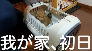 生後2ヶ月のポメラニアンが初めて飼い主の家に来た時の様子が可愛すぎる件について