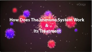 How Does The Immune System Work & Its Treatment