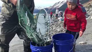 จับปลาไข่ อลาสก้า Alaska Fishing Dip Net...Fish hunter...millions fish dip net mile 20 Alaska