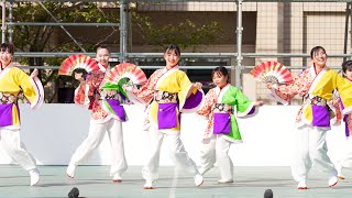 [4K] たつのよさこい 「播州わらべ」　踊っこまつり 2023 (中央)