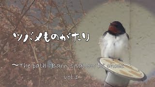 ツバメの村出さん登場【ツバメものがたり】The path \